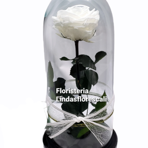 Condolencias - Rosa Preservada