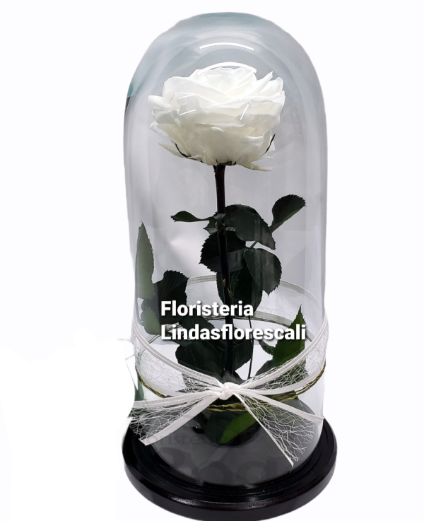 Condolencias - Rosa Preservada