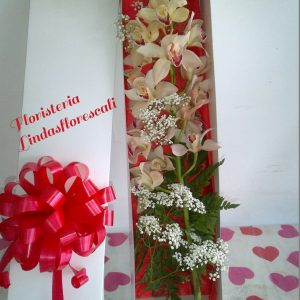 Orquídeas en Cali Floristería a Domicilio