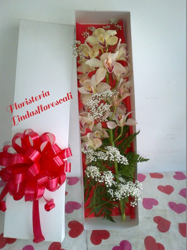 Orquídeas en Cali Floristería a Domicilio